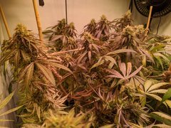 IMG_20200918_233429.jpg