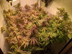 IMG_20200918_233452.jpg