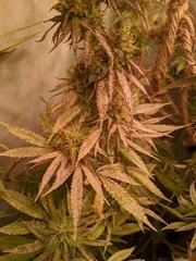 IMG_20200918_233540.jpg