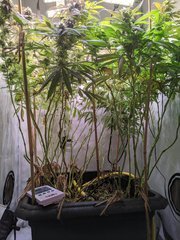 IMG_20200918_233613.jpg