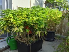 IMG_20200919_093234.jpg
