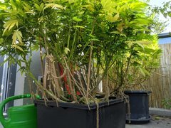 IMG_20200919_093243.jpg