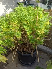 IMG_20200919_093315.jpg