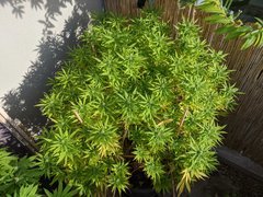 IMG_20200919_093321.jpg