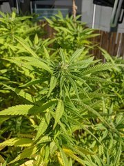 IMG_20200919_093334.jpg