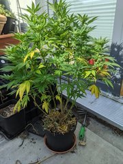 IMG_20200919_093343.jpg