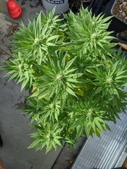 IMG_20200919_093355.jpg