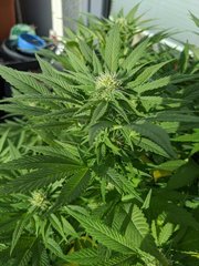 IMG_20200919_093411.jpg