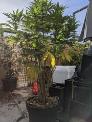 IMG_20200919_093423.jpg
