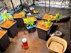 IMG_20200919_142245.jpg