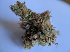Tangie - Crocket Family Farm