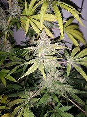 IMG_20200921_080913_1.jpg