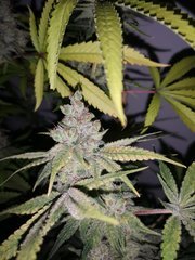 IMG_20200921_080927.jpg