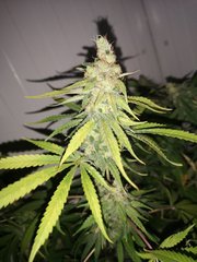 IMG_20200921_080950.jpg