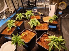 IMG_20200926_153818.jpg
