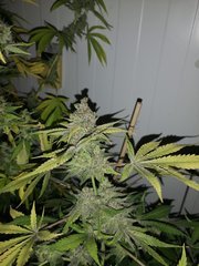 IMG_20200928_081440.jpg