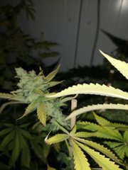 IMG_20200928_081525.jpg