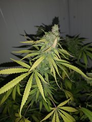 IMG_20200928_081541.jpg