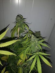 IMG_20200928_081549.jpg