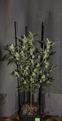 PURPLE AFGHAN KUSH FLO+63