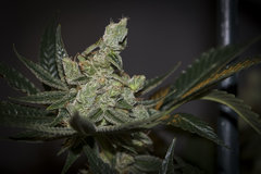 PURPLE AFGHAN KUSH FLO+63