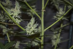 PURPLE AFGHAN KUSH FLO+63