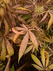 MVIMG_20200918_233517.jpg