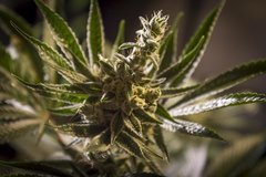 PURPLE AFGHAN KUSH FLO+63