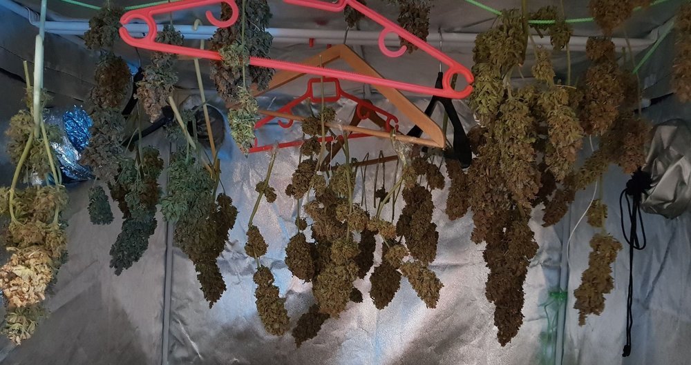 weed.thumb.jpg.ca9ffcc867c02a7710c9059d562a20ee.jpg