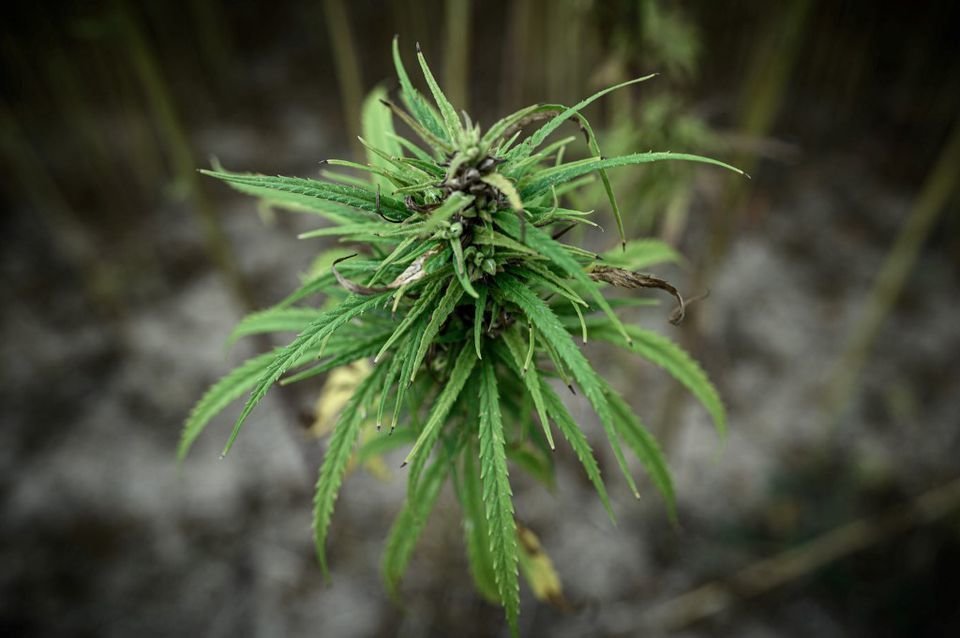 Légalisation du cannabis : le courage d’abandonner la lâcheté