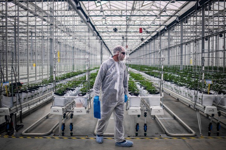 Cannabis médical: expérimenter «vite» et autoriser une production française