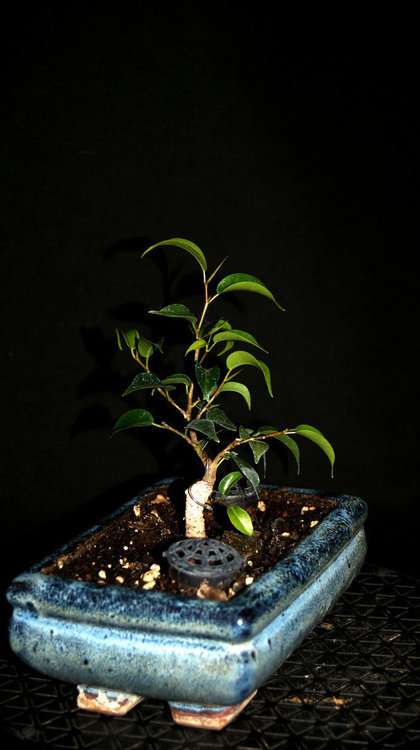 1335459761_Octobre2020FicusBenjamina1.thumb.JPG.e54cc46679644aa47a250a032bbd7aa8.JPG