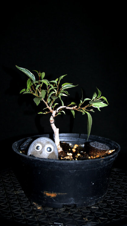 1344029865_Octobre2020FicusBenjaminastar-light2.thumb.JPG.c029baafcbf3f2feeca27cff7cb6b308.JPG