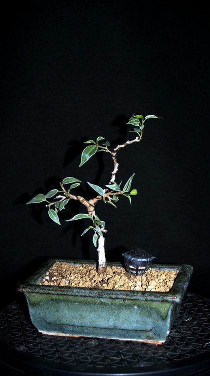1699314140_Octobre2020FicusBenjaminastar-light1.thumb.JPG.a9b450567284652e0d55df4812a8bddd.JPG