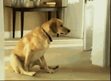1737914565_tenor-2020-10-29T123654_926.gif.00d6db0de210c2d34718103d50c59913.gif