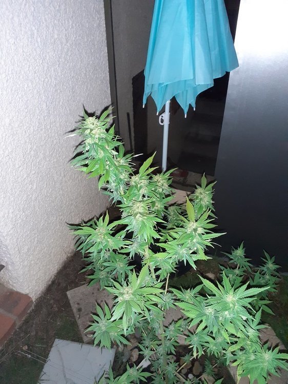 20200930_014059.jpg