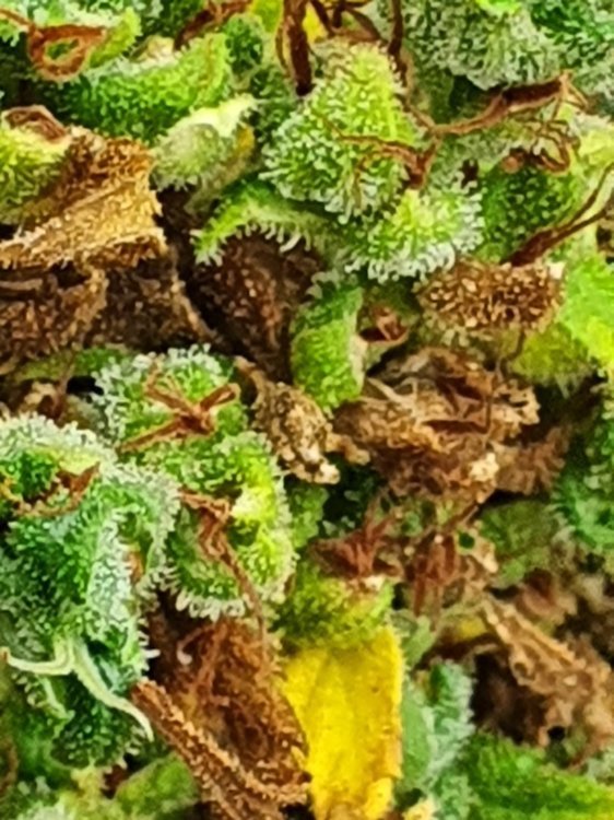 20201003_120703.jpg