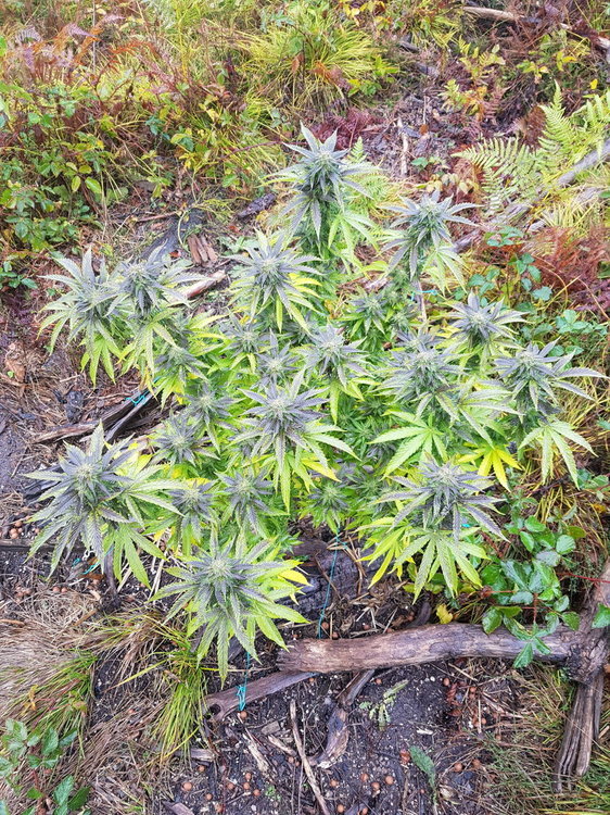 20201003_124843.thumb.jpg.088fc1221afdae54b49d32db61a9a4ac.jpg