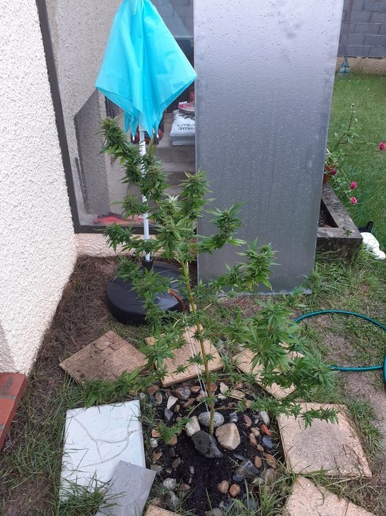 20201003_145007.jpg