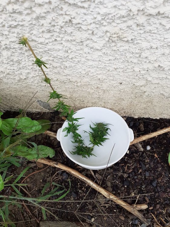 20201003_150416.jpg