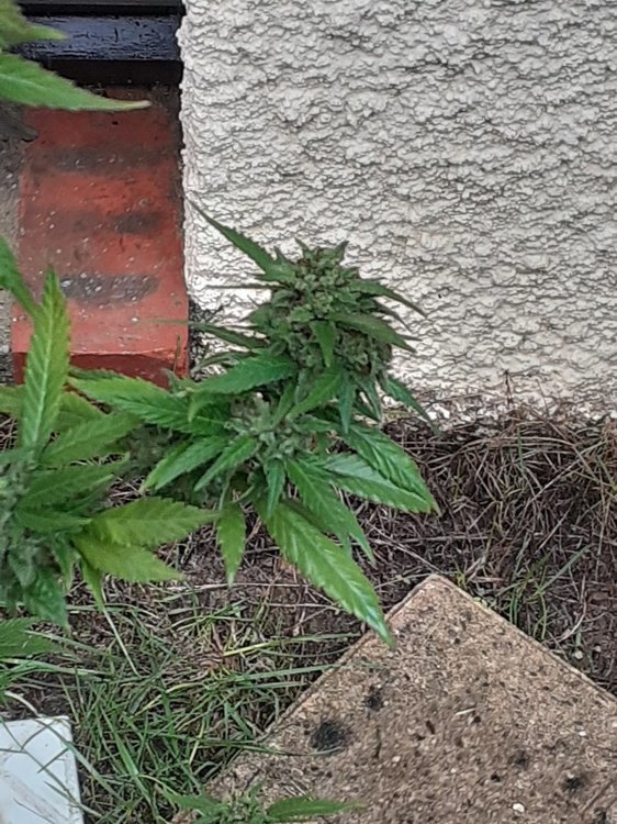 20201003_152234.jpg