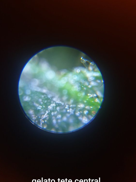 20201004_183243.thumb.jpg.193c6ce691bf03cb1cf1ff87df5007fb.jpg