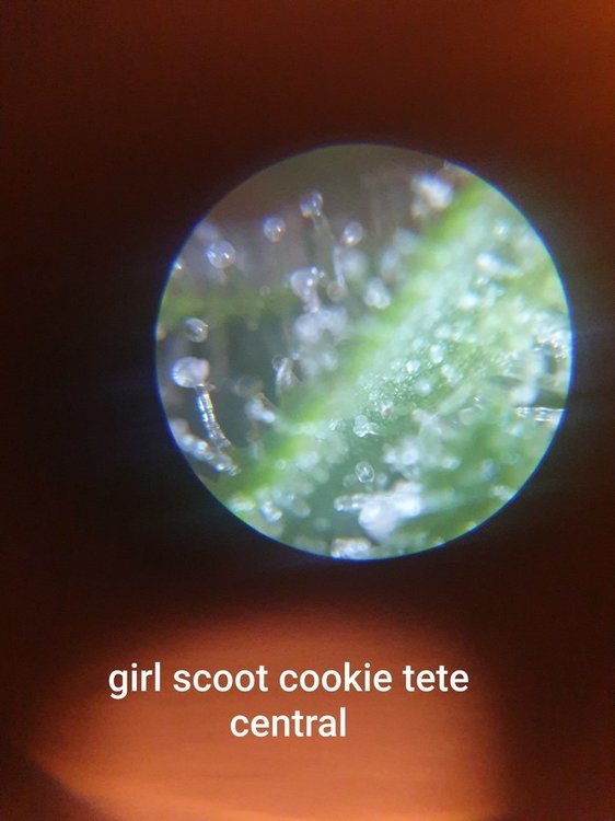 20201004_183519.thumb.jpg.ee4d06fd5792487ba12f0b27c571a82b.jpg