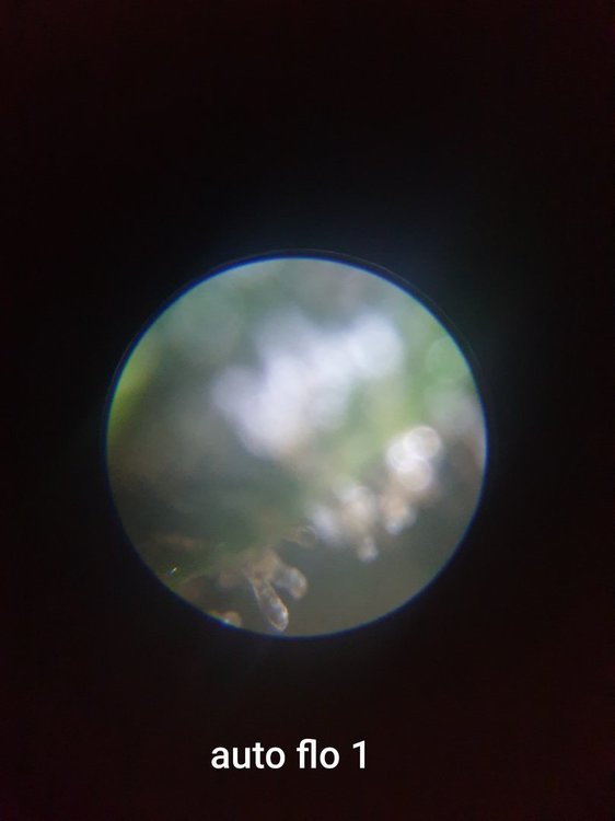 20201004_184515.thumb.jpg.c4213693a6b8b1f45d9216d1171031ca.jpg