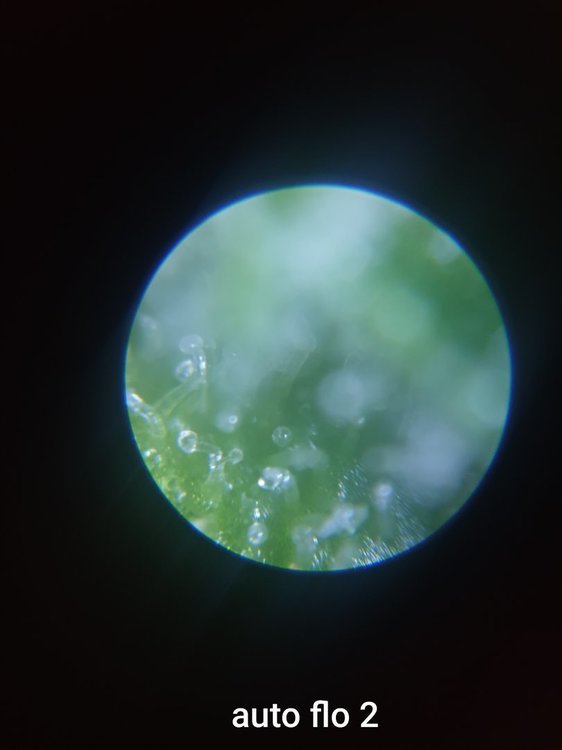 20201004_184727.thumb.jpg.31aa9f730432c8fb2bca0f2ae1b21bd4.jpg
