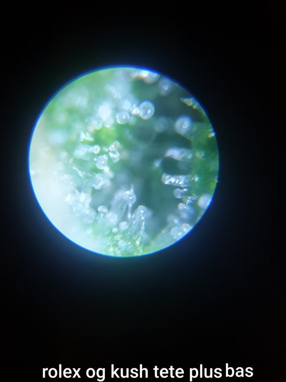 20201004_185031.thumb.jpg.d6e5f67e2f4773ae215805a1a53445bc.jpg