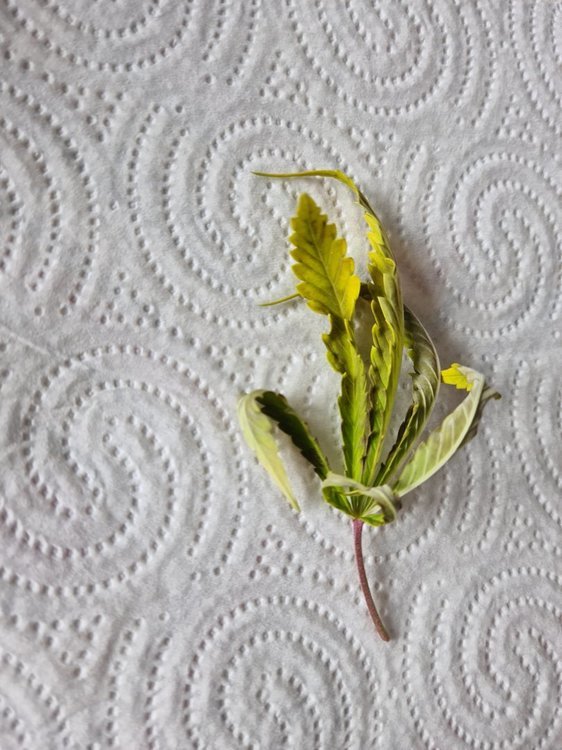 20201006_134106.jpg