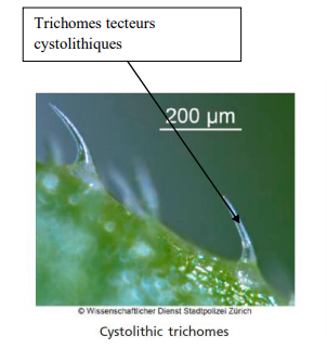 cystolithic trichomes.PNG