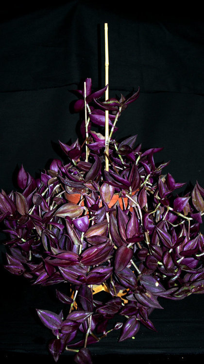 587777008_Octobre2020Tradescantia.thumb.JPG.0042e8ebf09d498240e80203bfa26edd.JPG