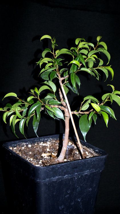 750377669_Octobre2020FicusBenjamina2.thumb.JPG.de62586f5383c94abc9b49ff85bdc774.JPG
